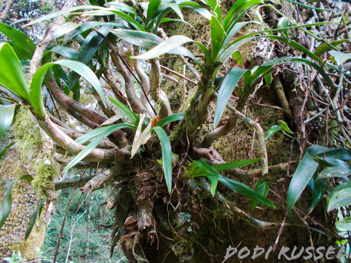 Pinalia bicolor (Lindl.) Kuntze